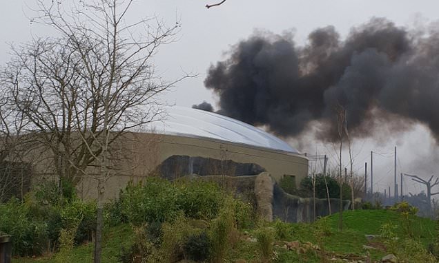 Jardim zoológico britânico evacuado depois de incêndio | Vídeo