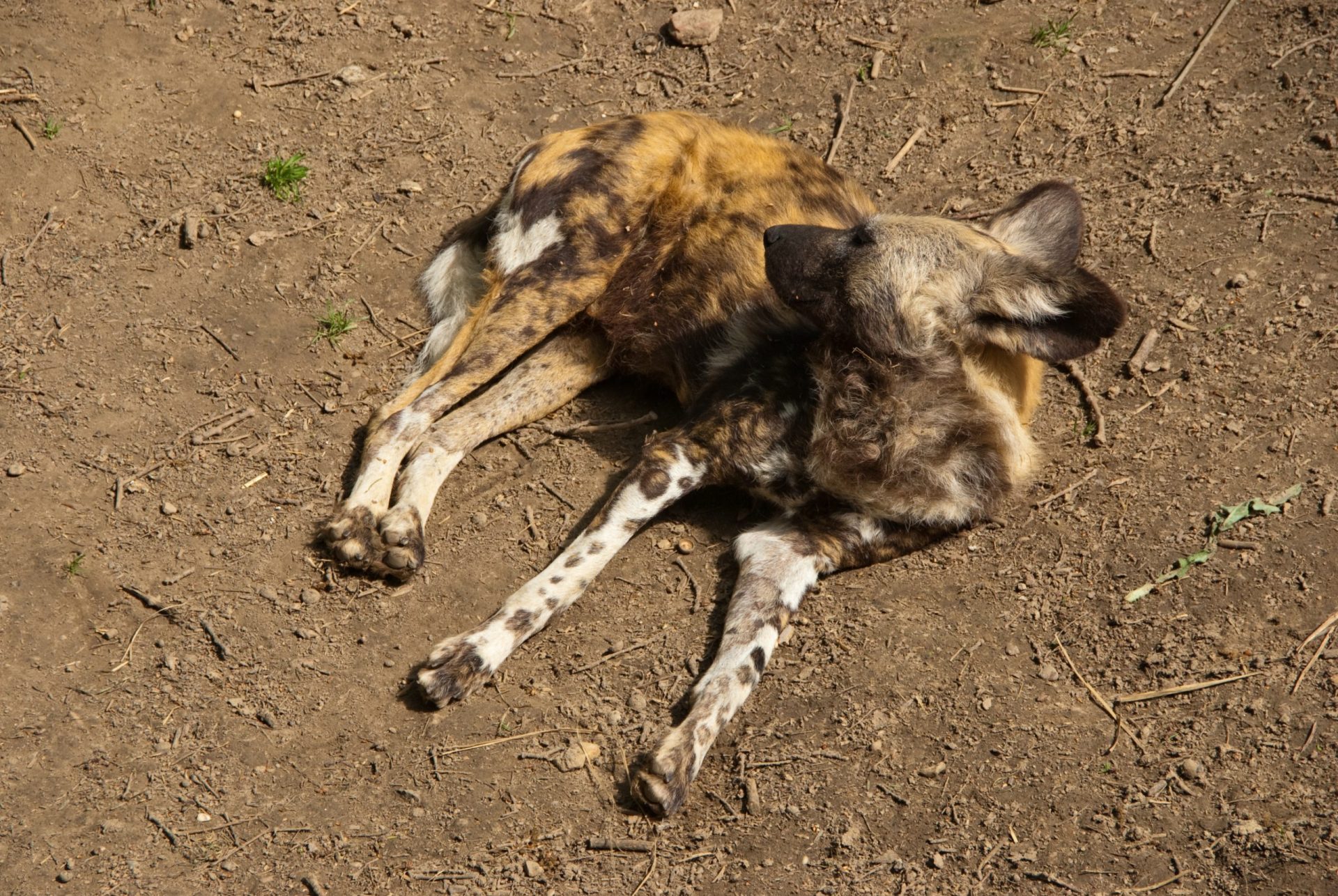 Matilhas de cães atacam moradores e turistas em Aveiro