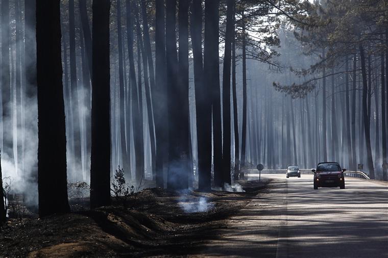 Pinhal de Leiria. Fogos de outubro tiveram mão criminosa