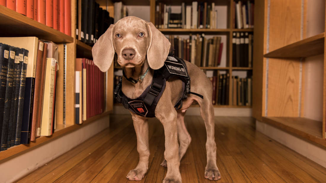 Museu teve de contratar um cão para fazer o que os homens não conseguiam