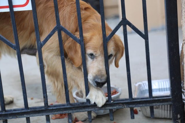 Este cão foi abandonado à porta de uma igreja mas mesmo assim esperou toda a noite pelos donos