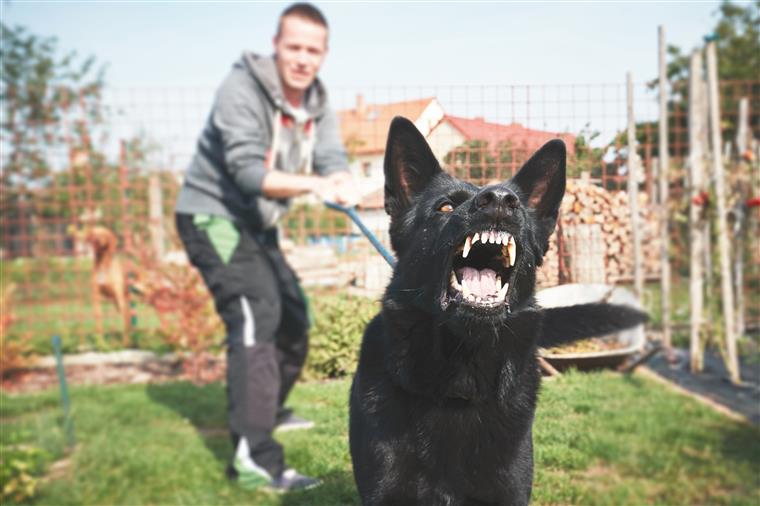 PSP inicia hoje ação de fiscalização de animais de estimação e cães de raça perigosa