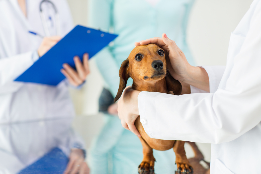 Número de veterinários aumenta e preços mantêm-se