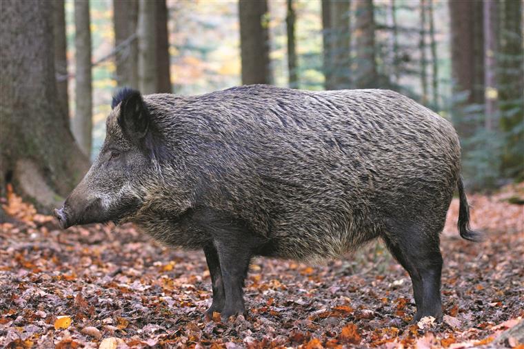 Não é só na Arrábida. Também há javalis selvagens à solta em Viseu