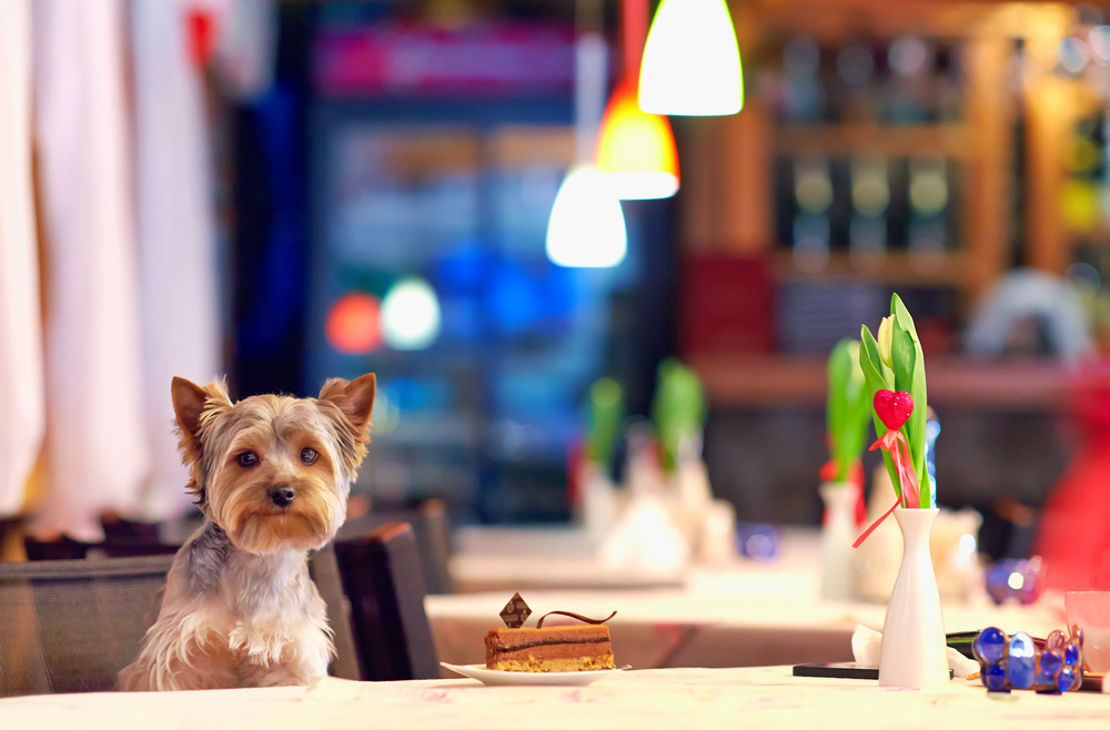 A partir de maio, pode levar o seu cão ao restaurante