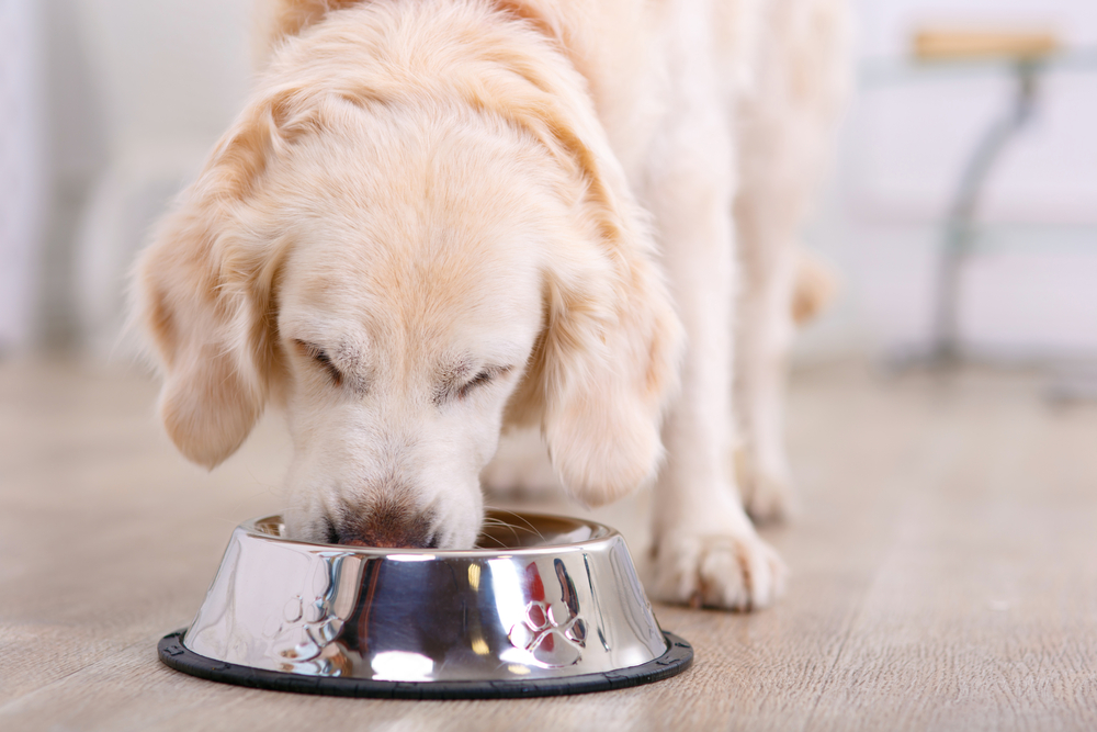 Comida para humanos pode matar o seu animal de estimação