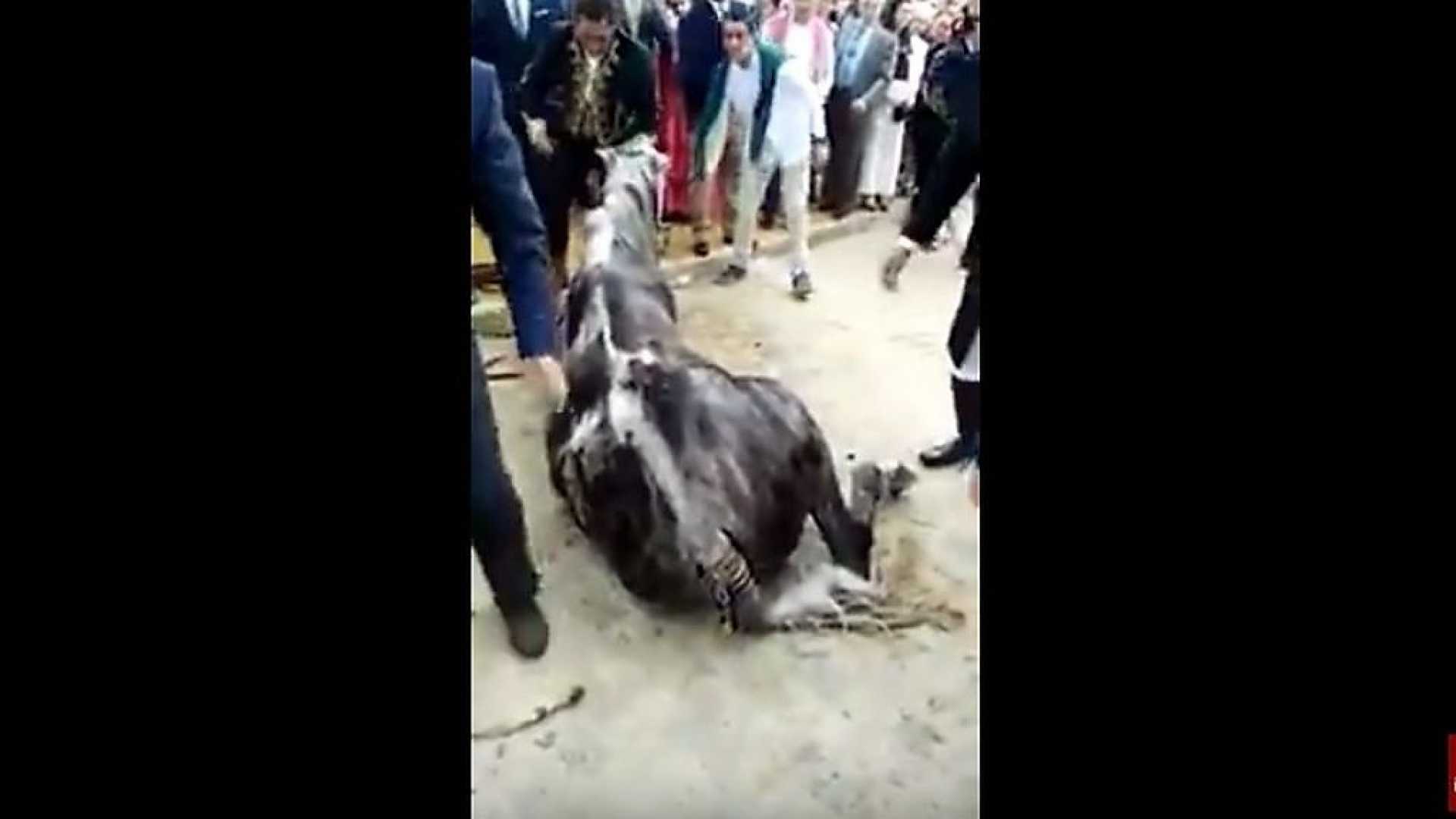 Cavalo morreu depois de ficar um dia inteiro sem comer | VÍDEO