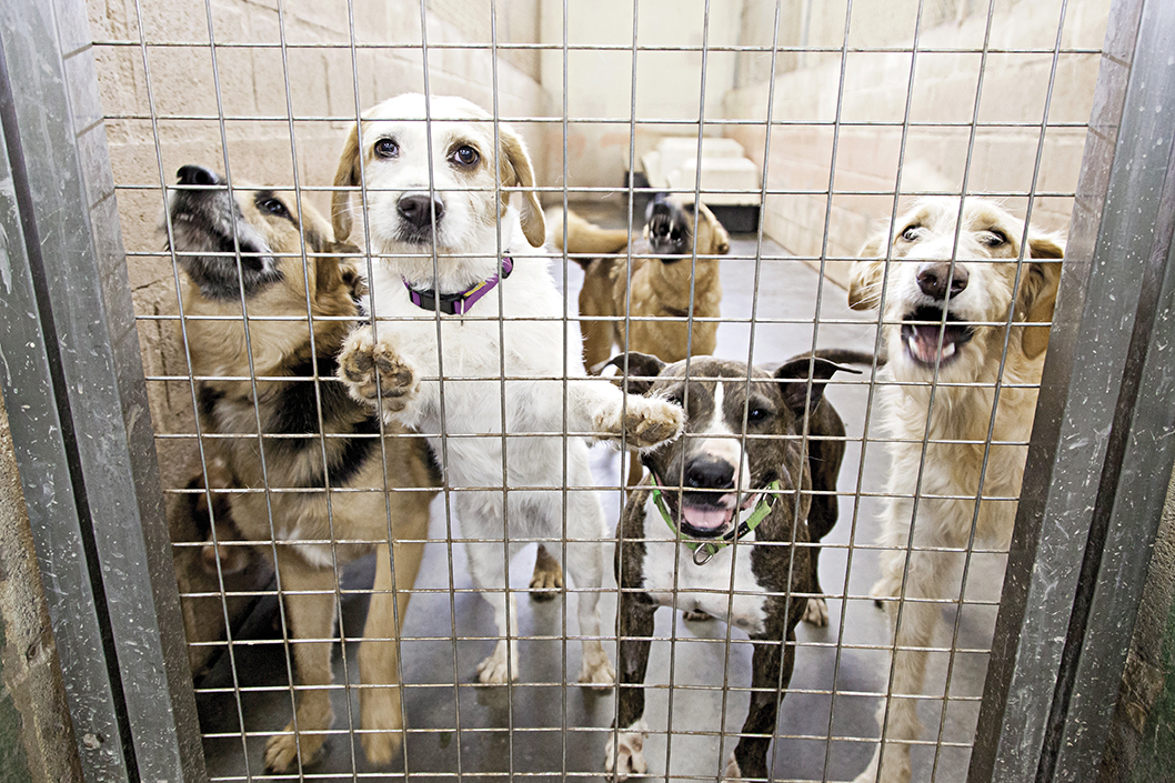 Missão: Reduzir as ninhadas de cães e gatos