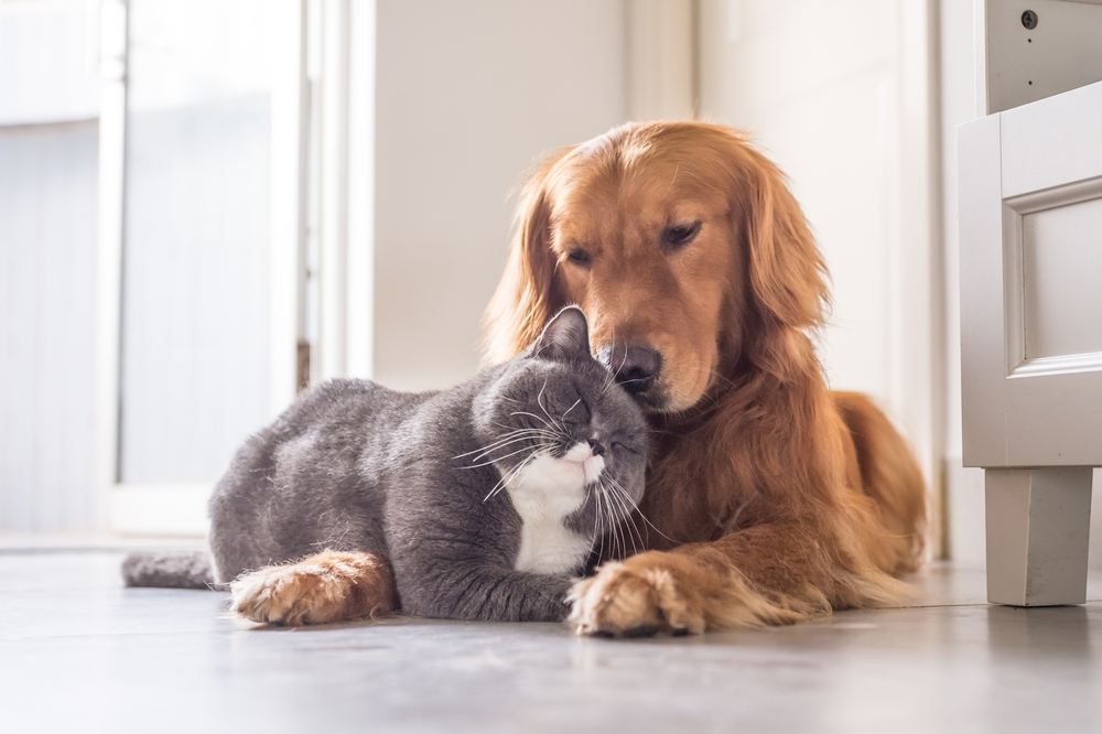 Já pode alimentar cães e gatos abandonados através do telemóvel