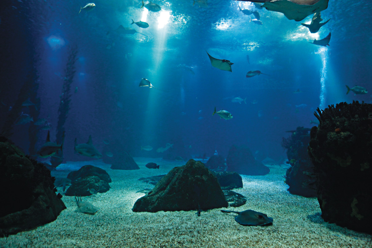 Oceanário de Lisboa. Há 20 anos a dar a conhecer o fundo dos oceanos