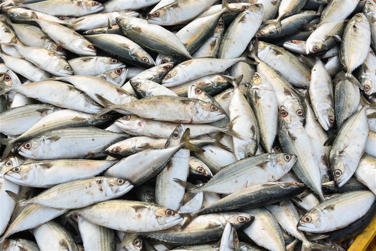 Proposta da CE para pescas retira 14 milhões de euros a Portugal