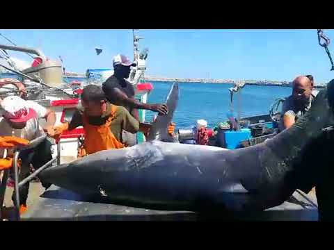 Tubarão com quase meia tonelada capturado em Sesimbra