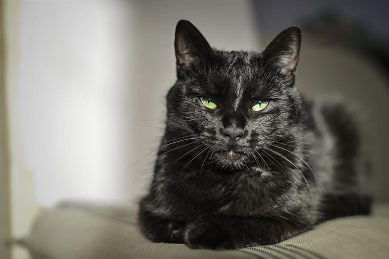 Recolhidos 54 gatos de habitação em Mafra por suspeitas de maus tratos a animais