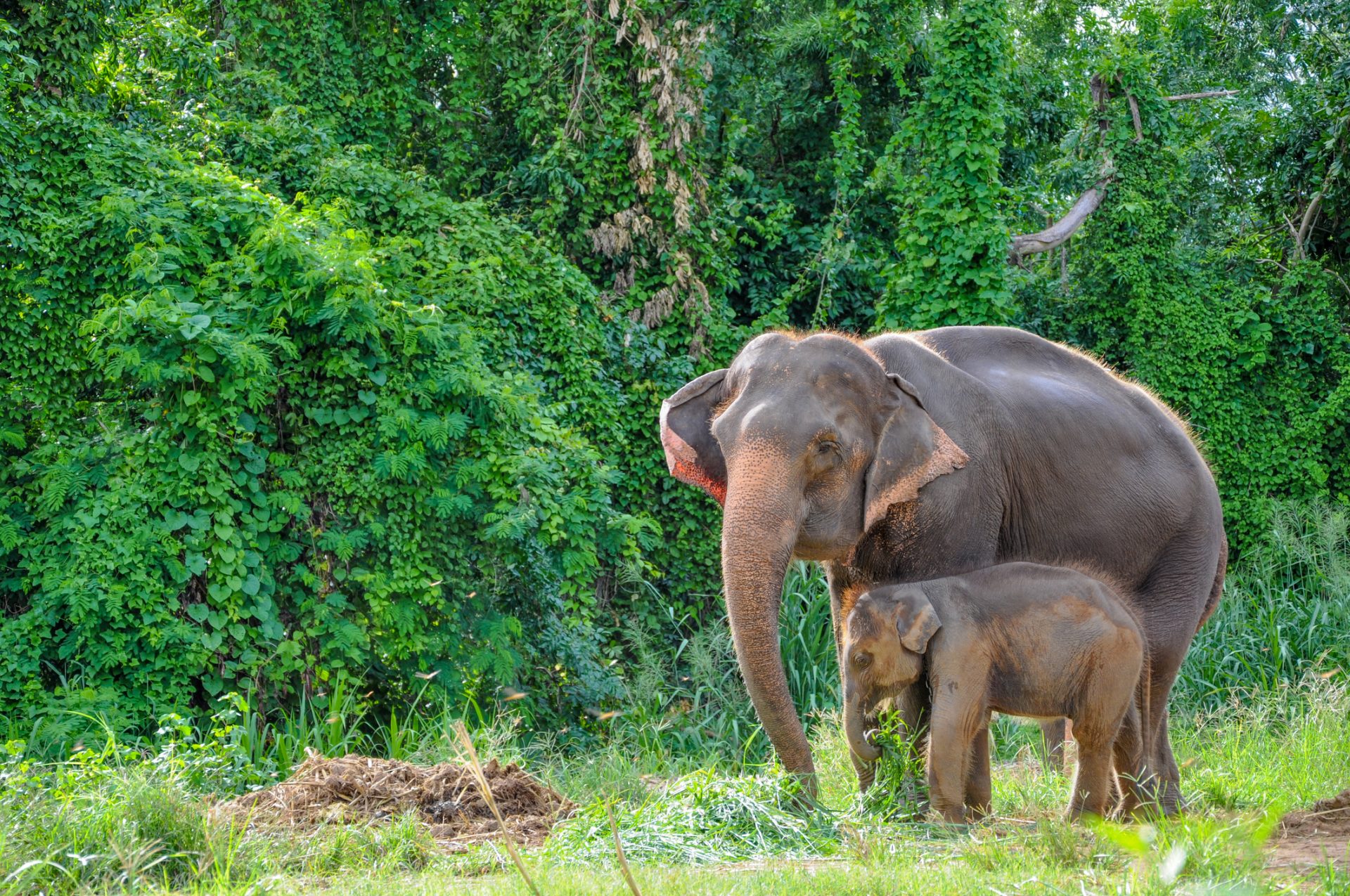 ‘Mãe elefante’ agradece a população que salvou o seu bebé | VÍDEO