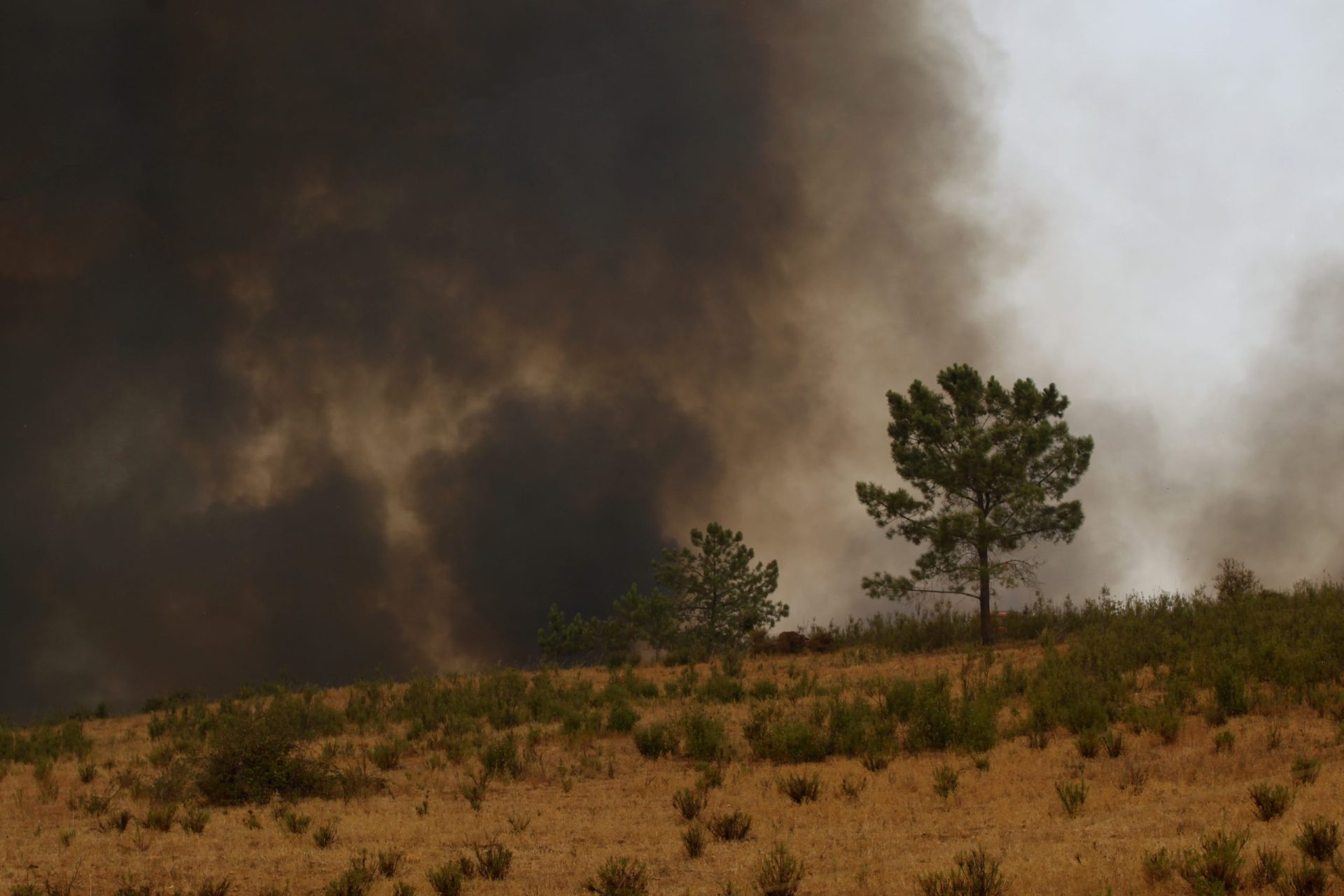 Incêndio de Monchique. Segurança Social disponibiliza linhas de apoio a populações afetadas