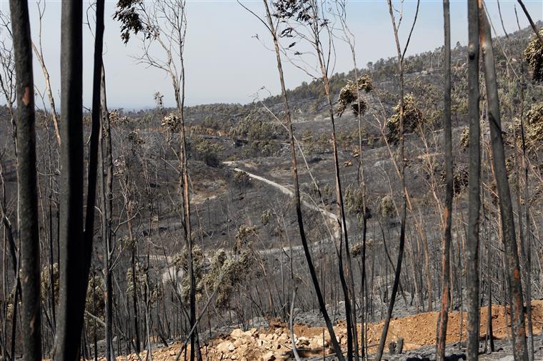 Silves. Câmara estima que 10.000 hectares tenham ardido