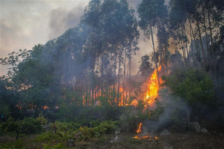 Quatro pessoas detidas por suspeitas de atearem fogo em zona florestal de Alijó