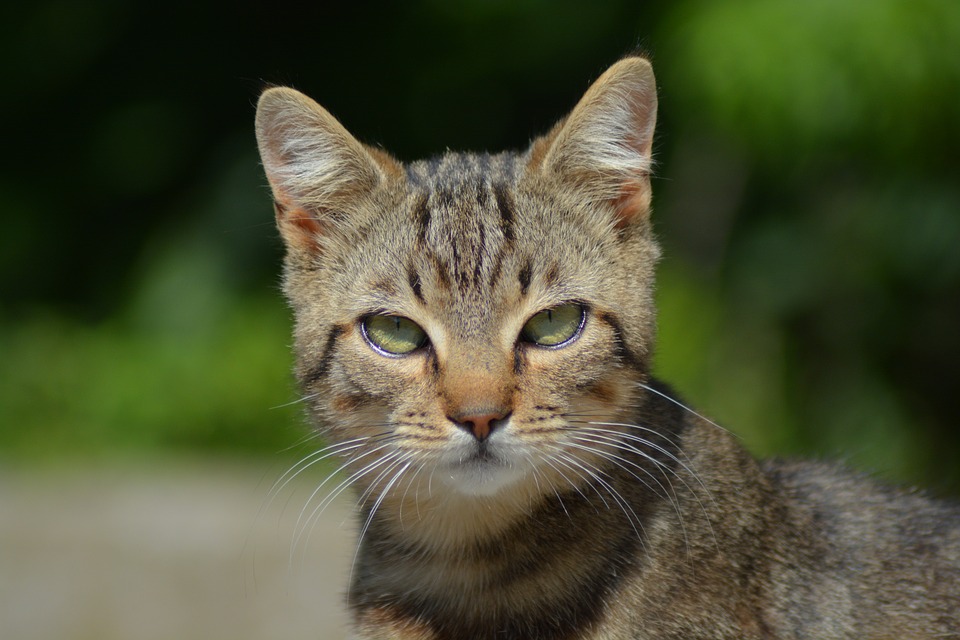 Animais. Quatro coisas que deve manter longe do seu gato