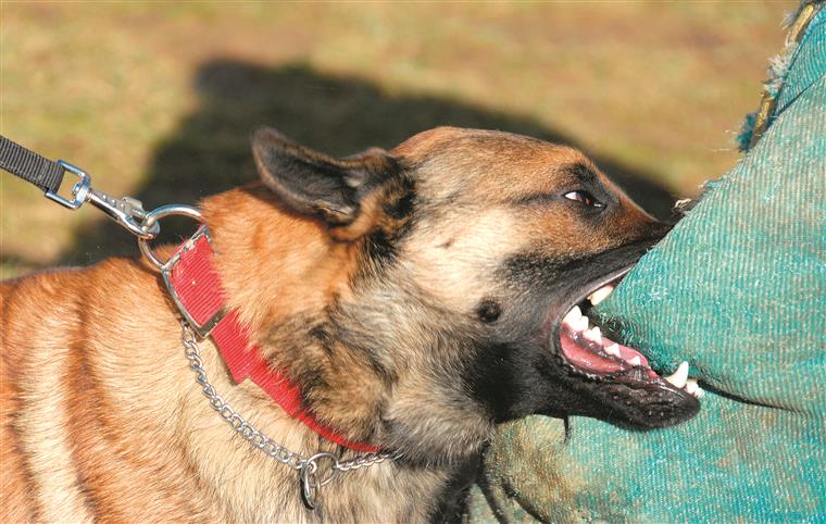 Portugal. Com 18.600 cães considerados perigosos, só 300 donos têm formação obrigatória