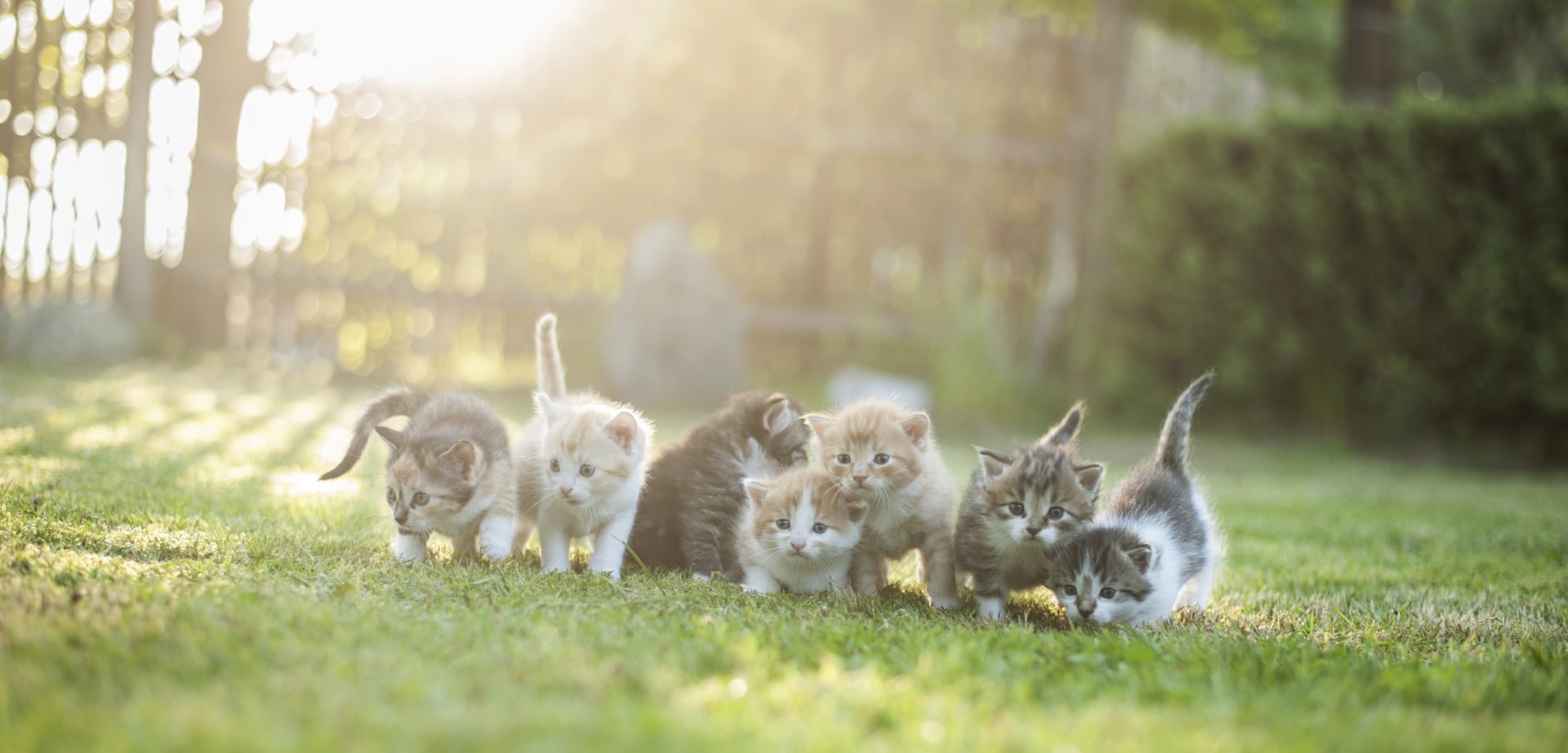 Dia Mundial do Gato. Saiba porque é que estes animais não gostam de água