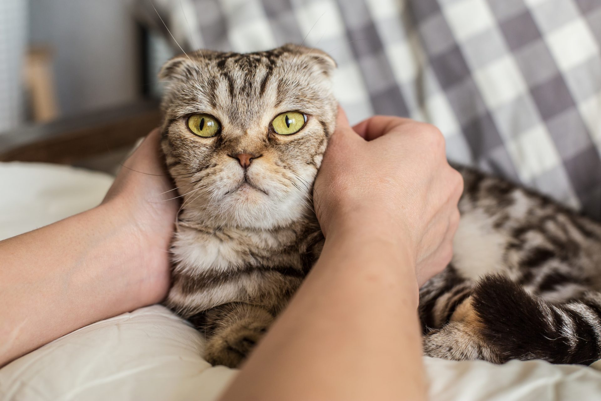 O que preferem os gatos: os humanos ou a comida?