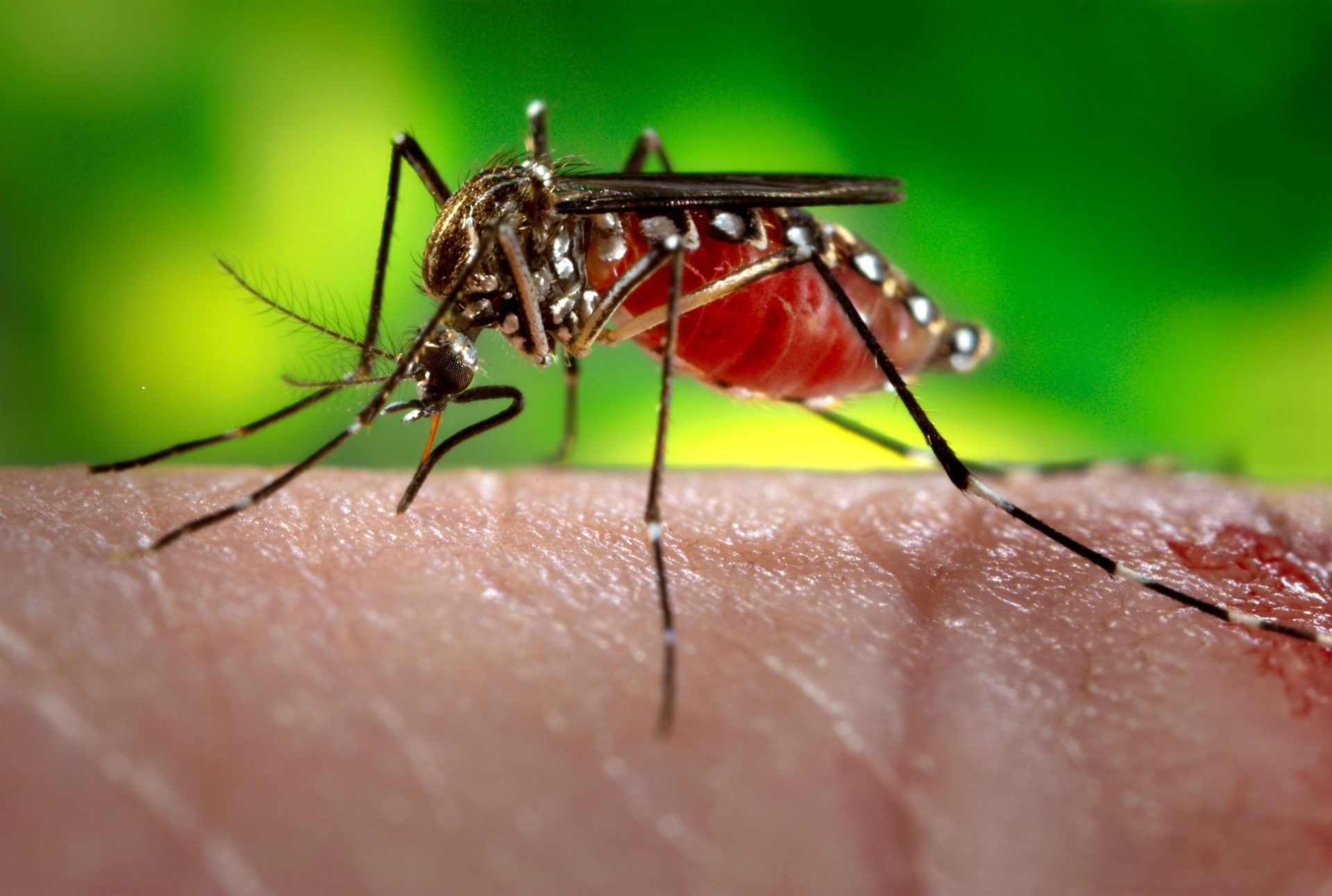 Mosquito que transmite zika e febre-amarela está a aproximar-se de Portugal