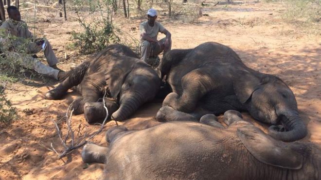 Botsuana. Encontrados 87 elefantes mortos perto de santuário de animais selvagens