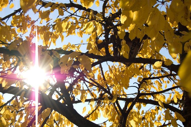 Quinta-feira marcada por pequena subida da temperatura máxima