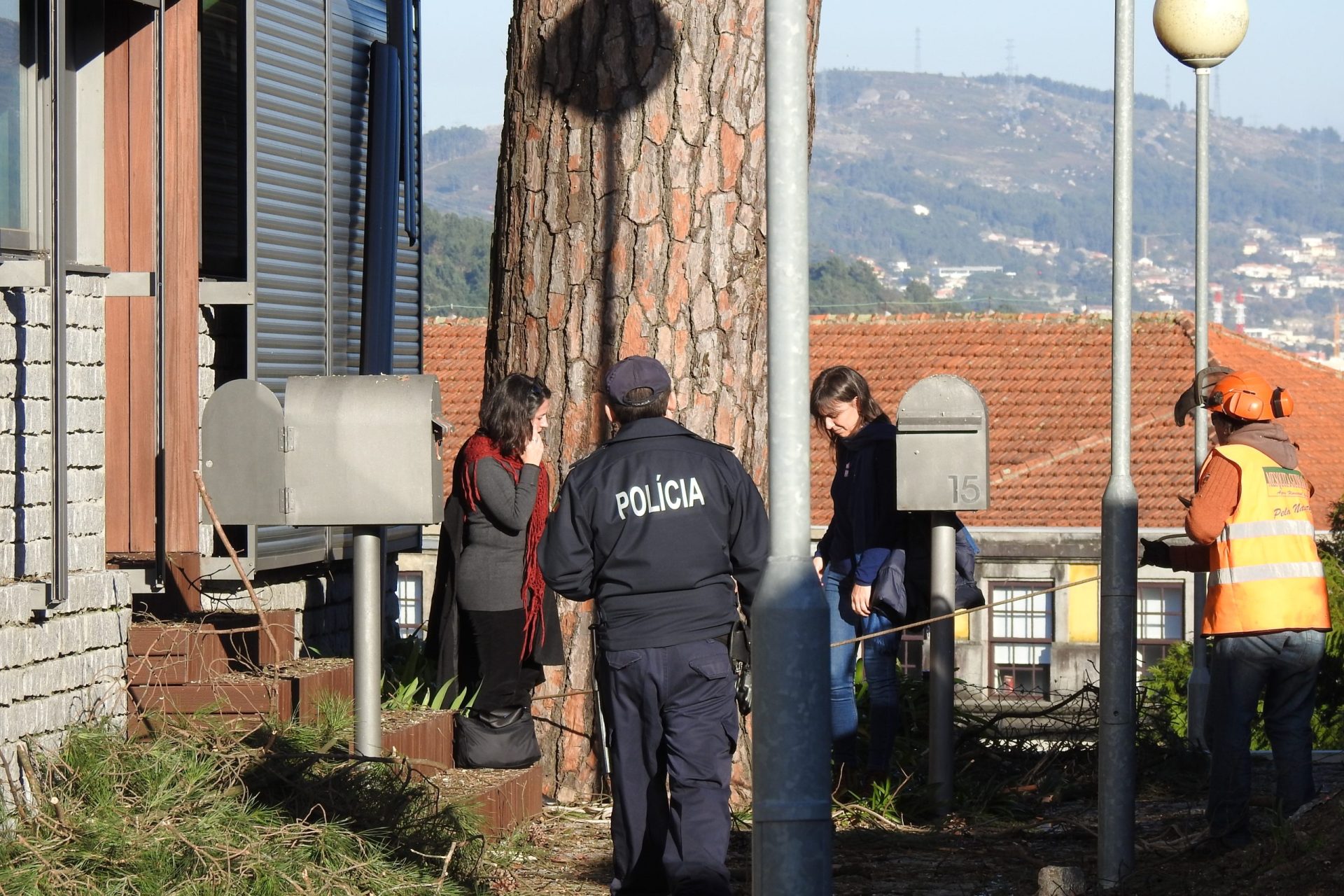 Braga dividida por causa do abate de árvore