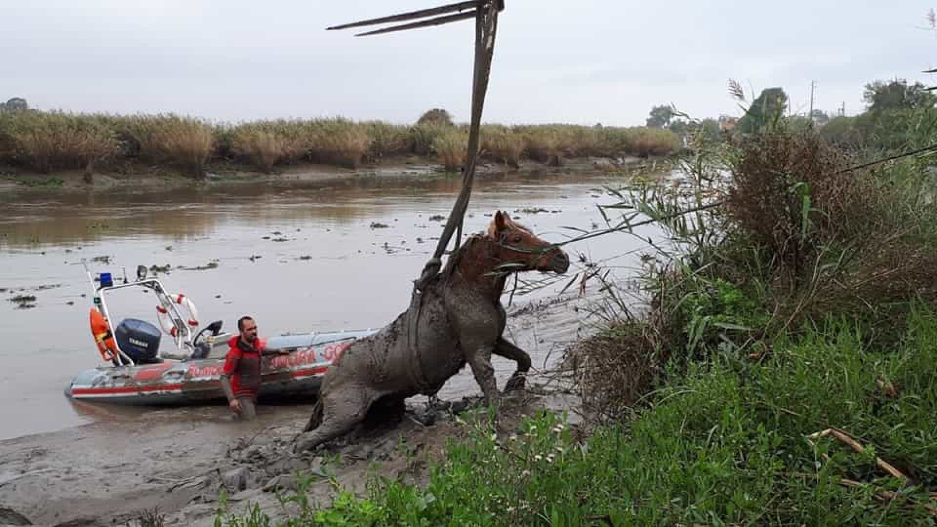 Bombeiros salvaram cavalo que estava preso no lodo no rio em Porto Alto