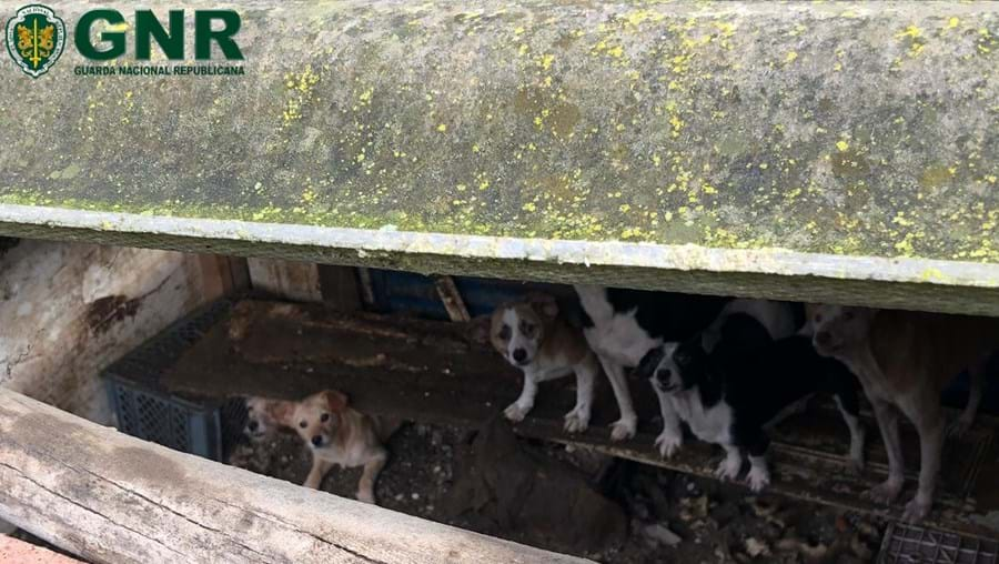 Resgatados 43 cães vítimas de maus tratos em canil ilegal no distrito de Leiria