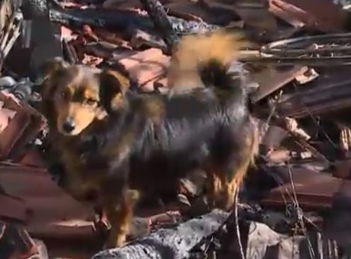 Chaves. Cão não abandona a habitação onde o dono morreu