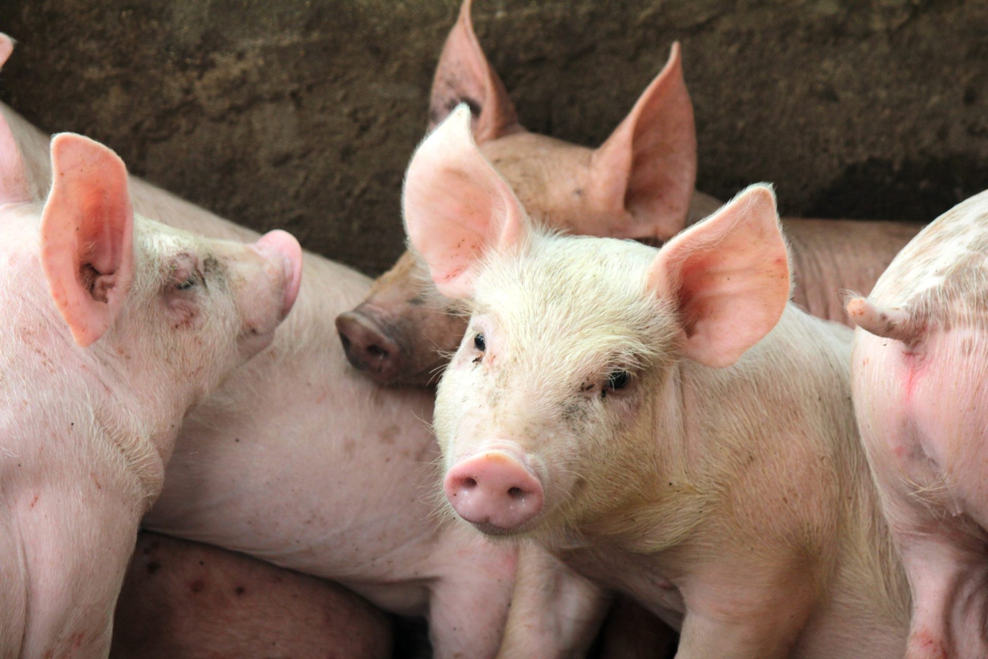 China. Primeira carne de porco portuguesa começa hoje a ser exportada