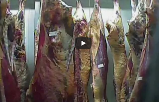 Carne contaminada da Polónia chegou a Portugal | VÍDEO