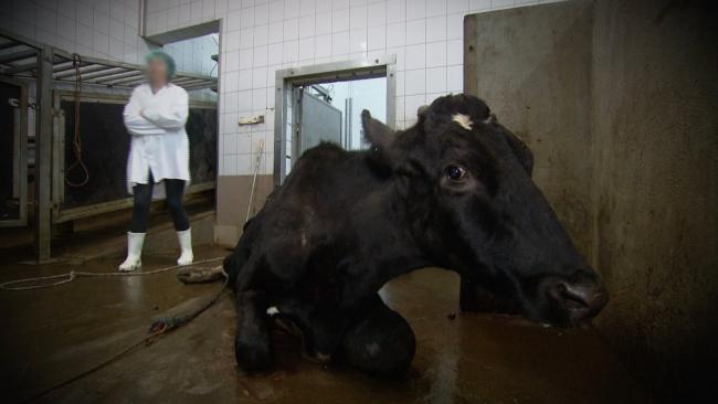 Apreendida carne de vaca doente oriunda da Polónia