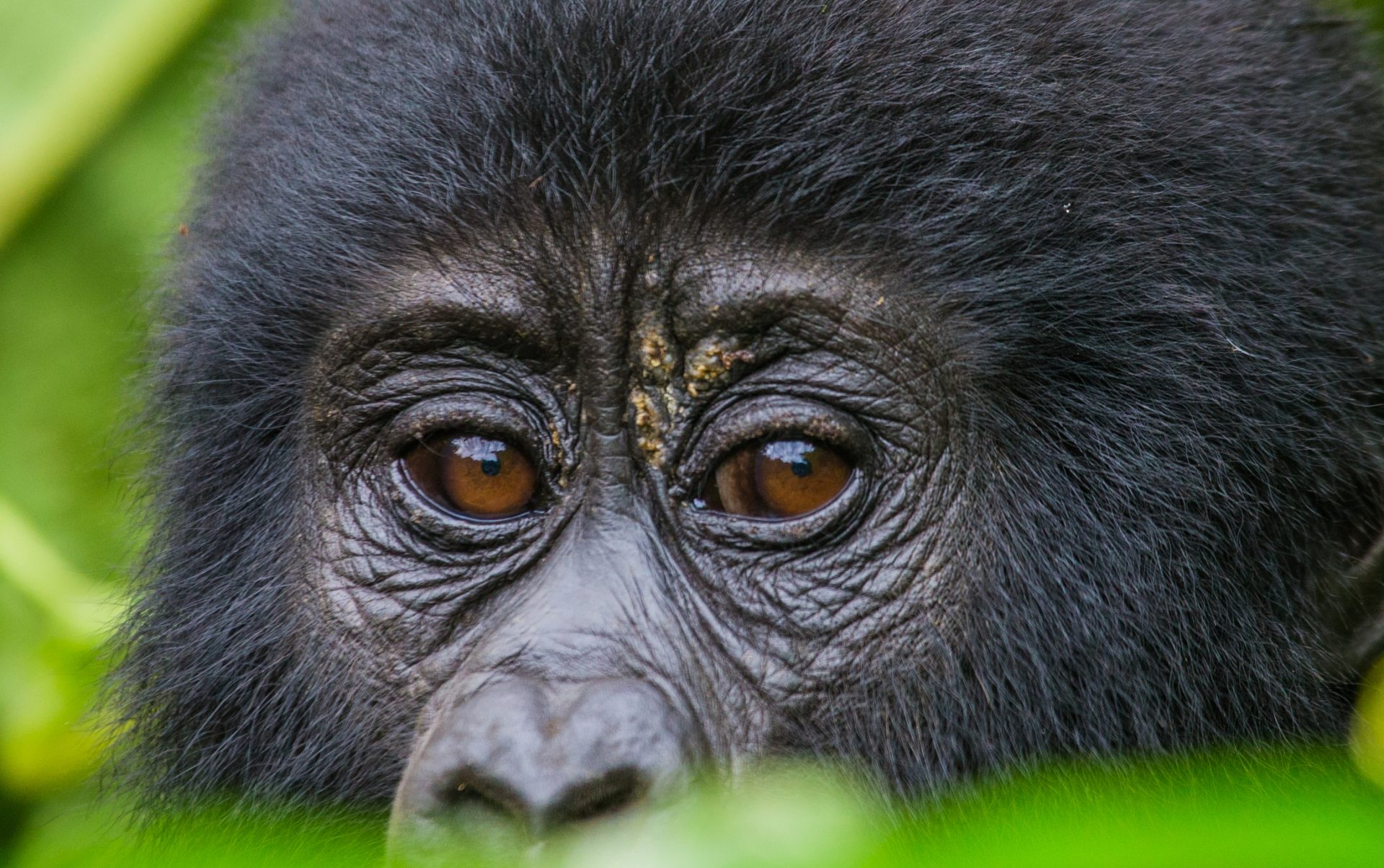 Estes são os animais que o Homem ajudou a salvar em 2018