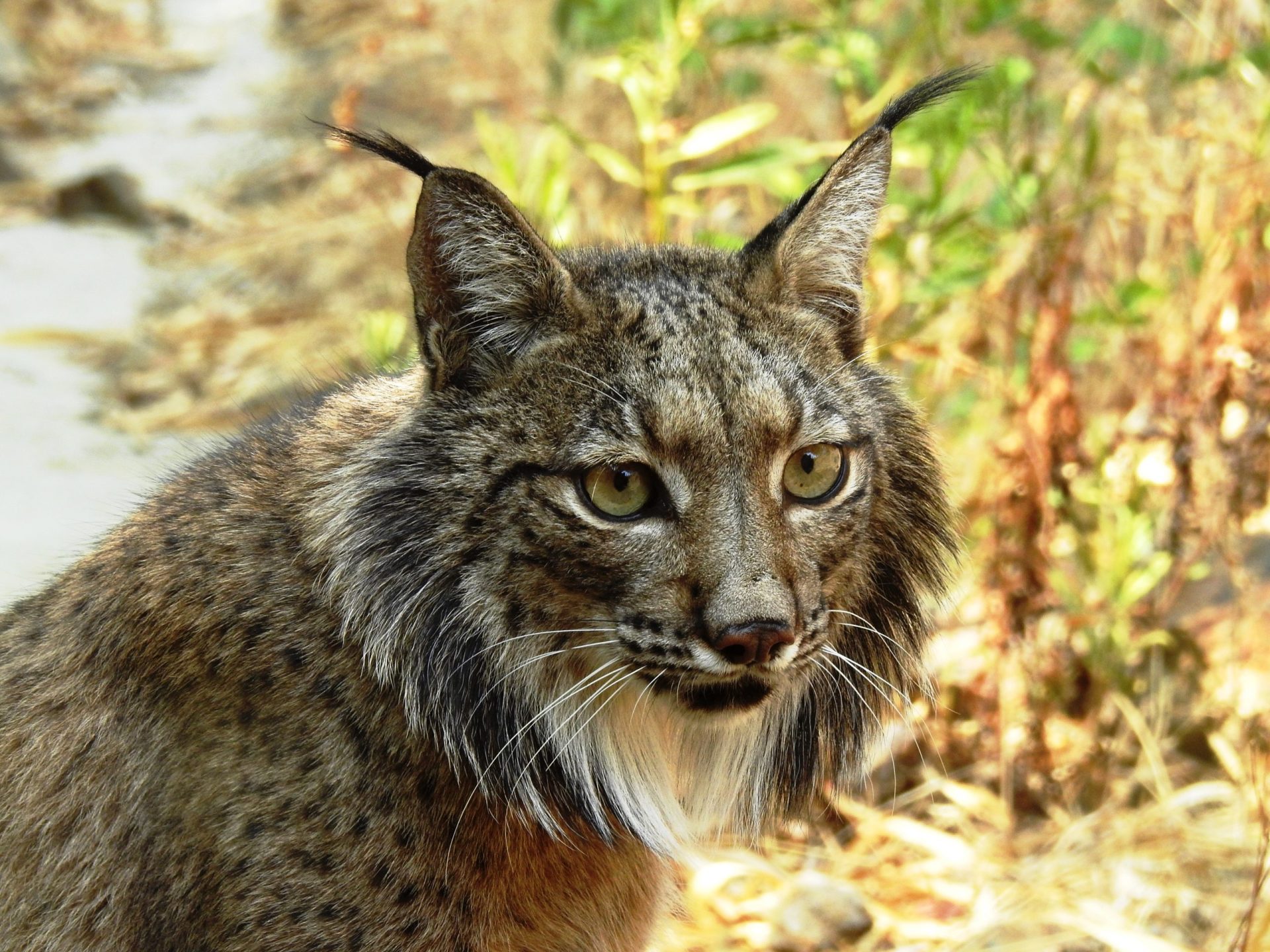 Encontrado morto mais um lince-ibérico na estrada nacional 122