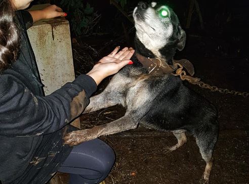 Associação resgata cães acorrentados sem água e sem comida | VÍDEO