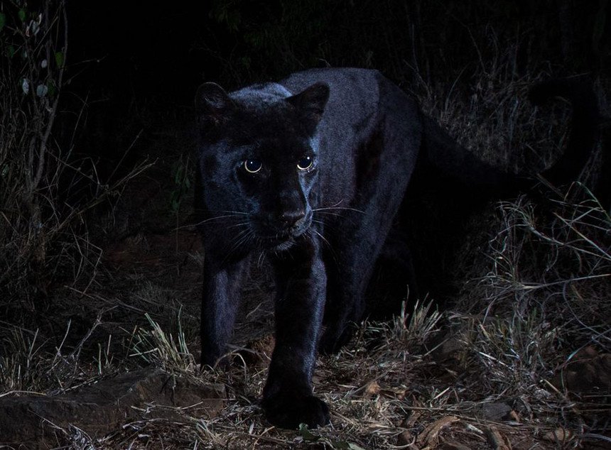 África. Leopardo negro fotografado pela primeira vez em mais de um século