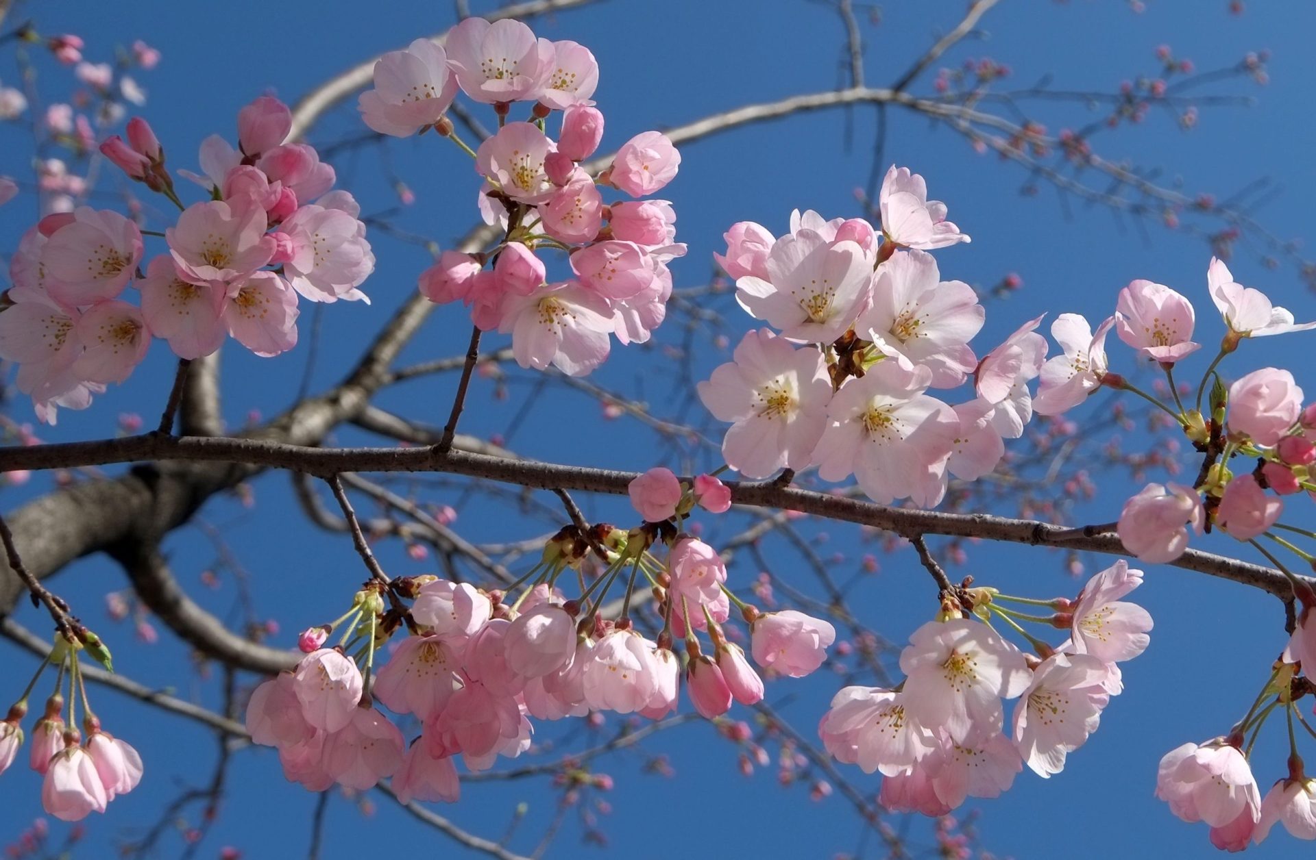 Há uma razão para estarem temperaturas de primavera em pleno inverno…