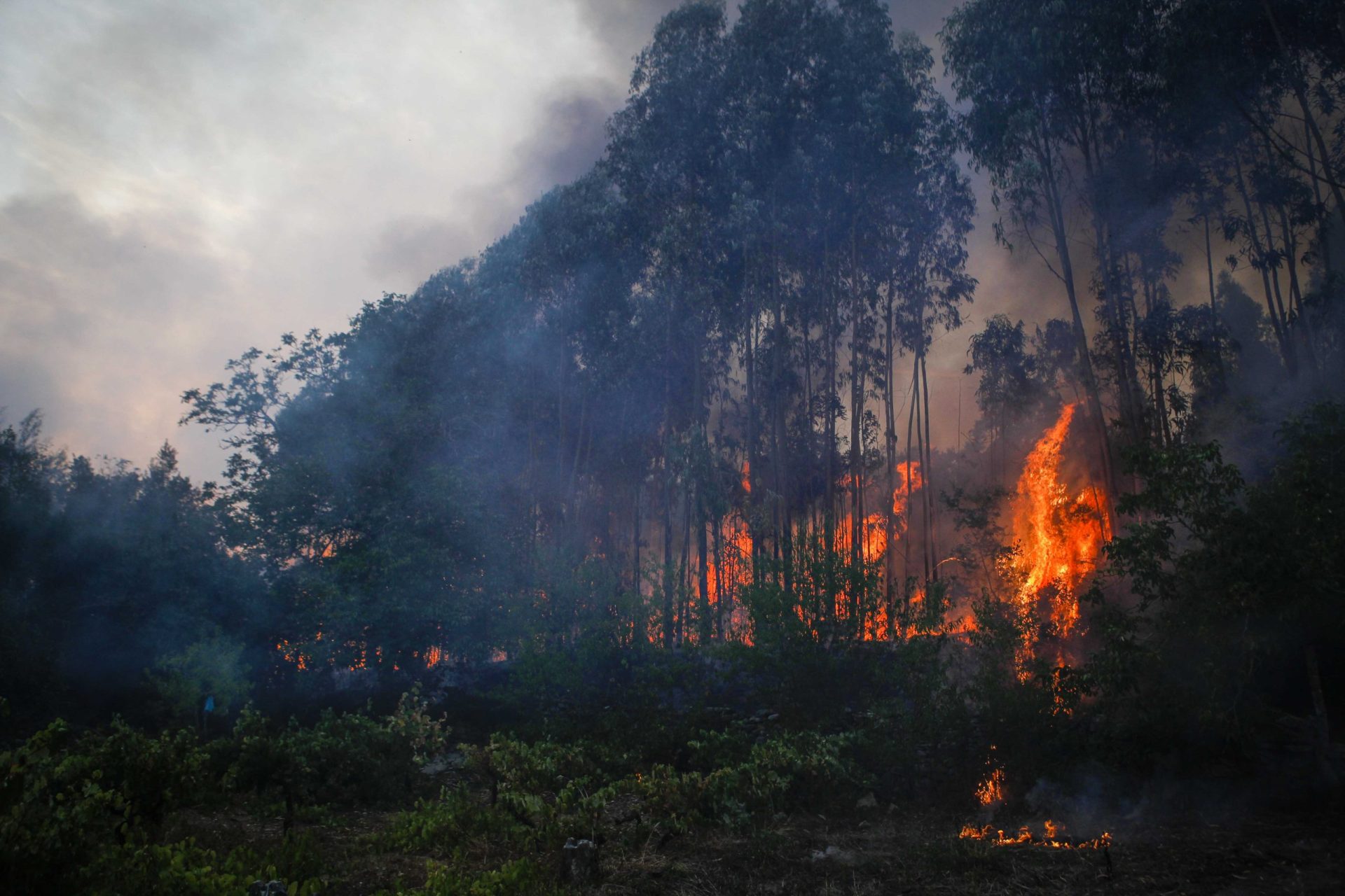 Movimento avança com processo-crime contra o Estado por falha nos incêndios de outubro de 2017