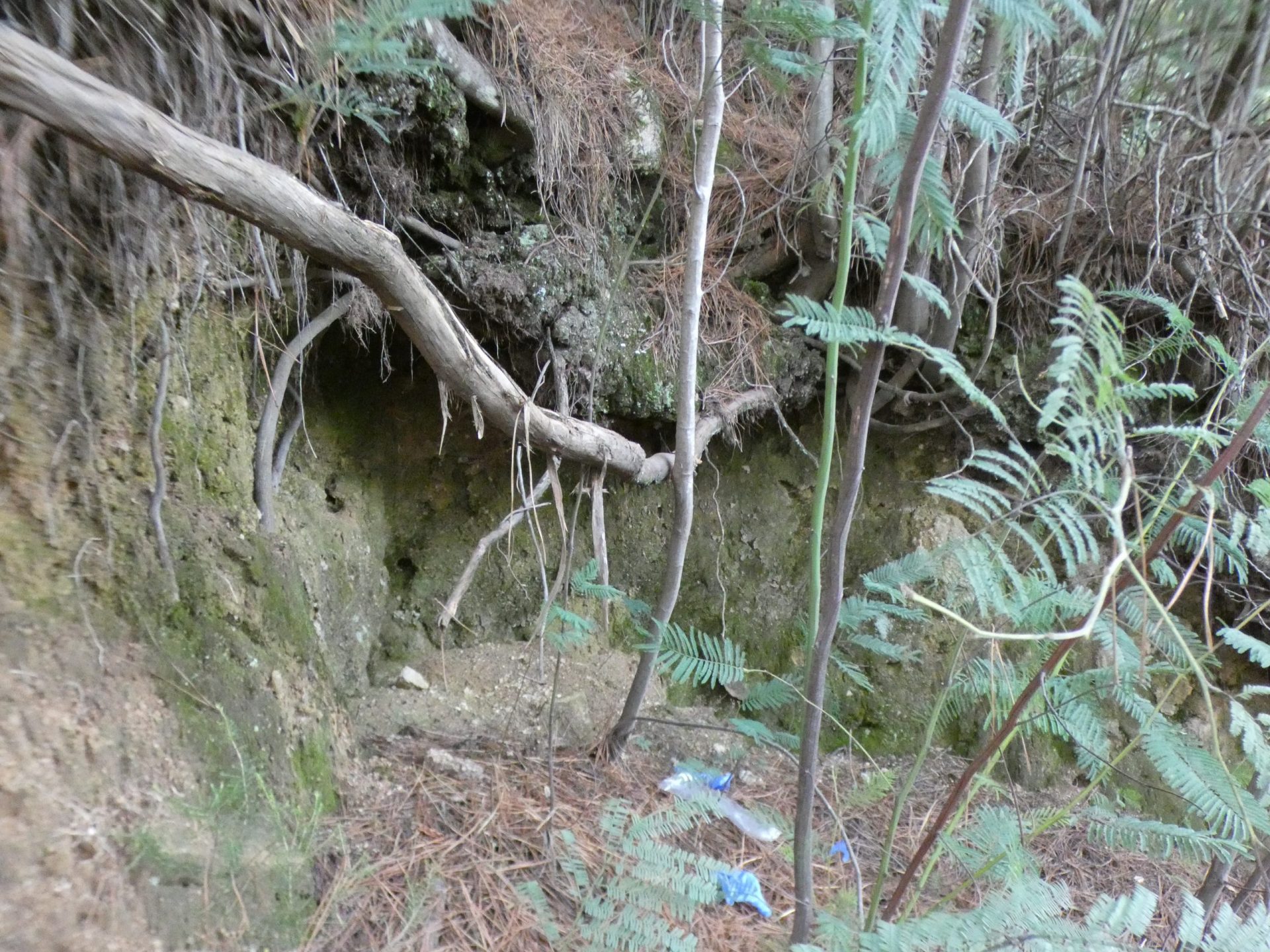 Turista que ficou algemada a árvore no Gerês corria risco de vida