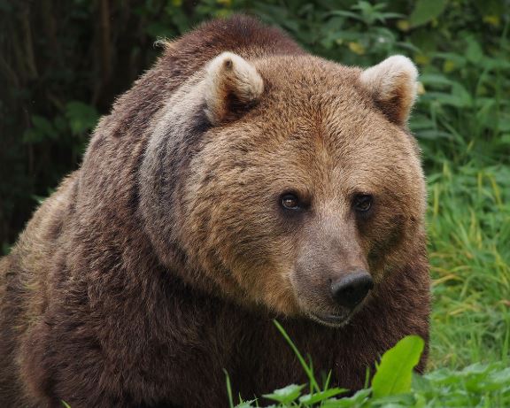 Polémica do urso em Portugal continua