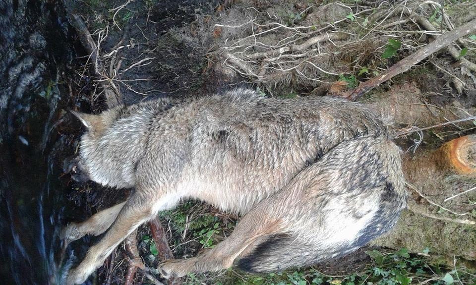 Lobo ibérico morto numa armadilha em Paredes de Coura