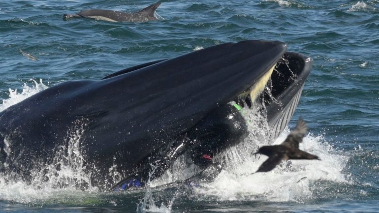 África do Sul. Mergulhador é engolido por baleia e volta a ser cuspido com vida para o oceano