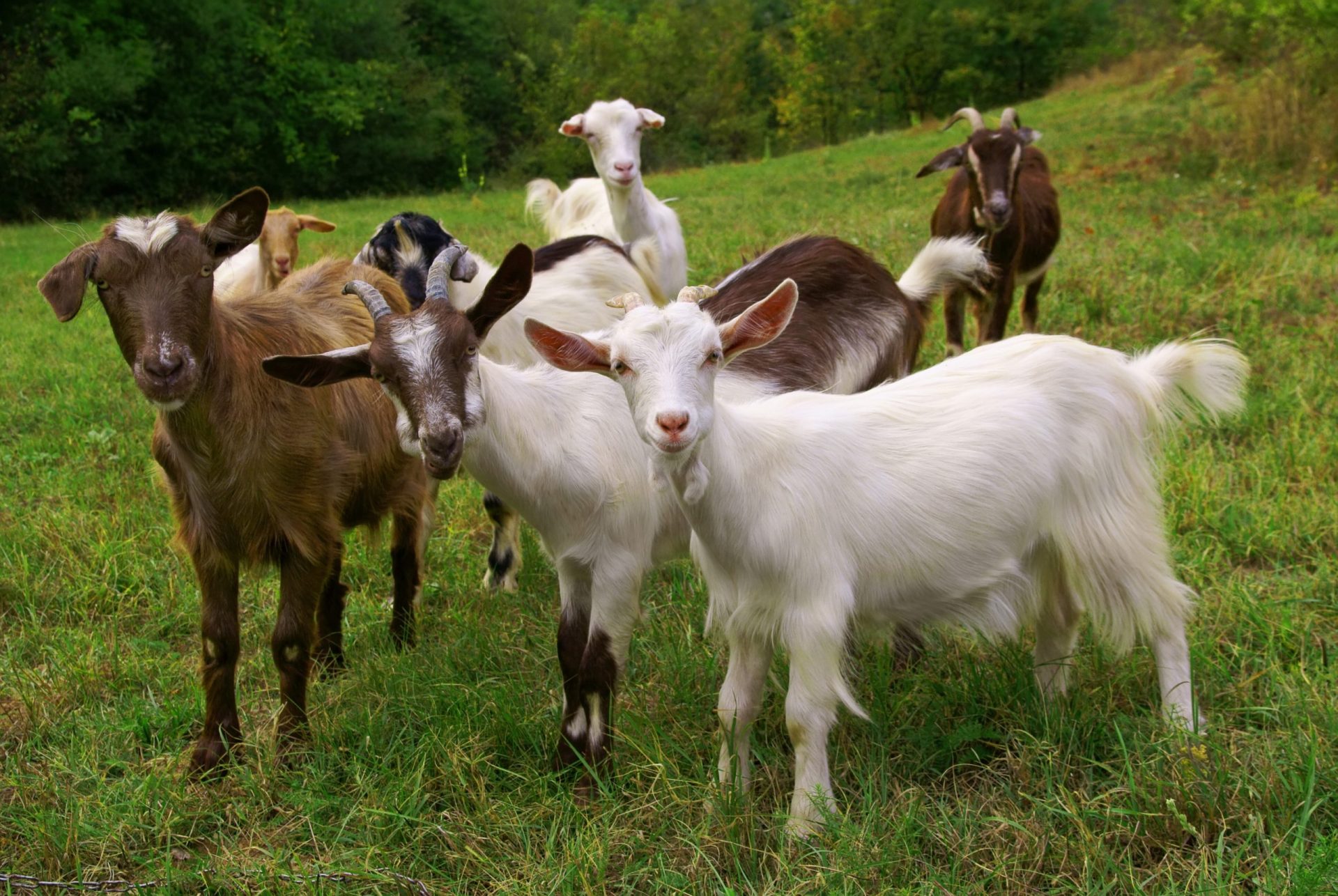 Município de Arganil vai utilizar cabras para limpeza florestal