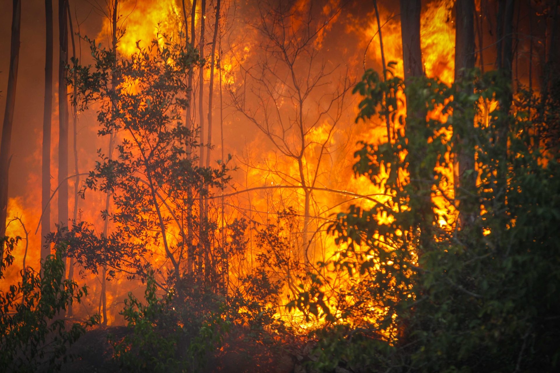 Governo declara situação de alerta entre 27 e 31 de março devido ao risco de incêndio elevado