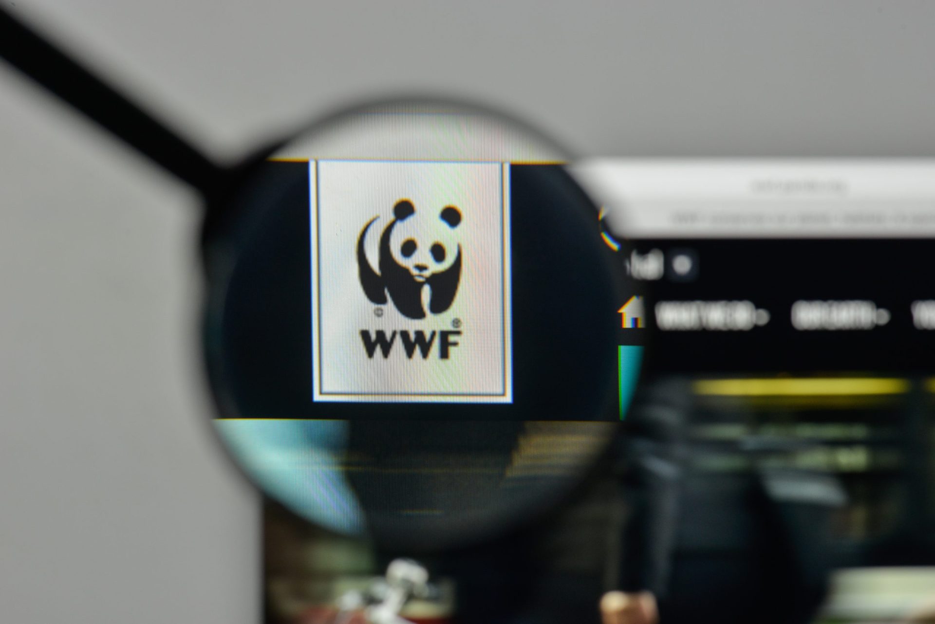 WWF está a ser acusada de financiar grupos que torturam e matam caçadores