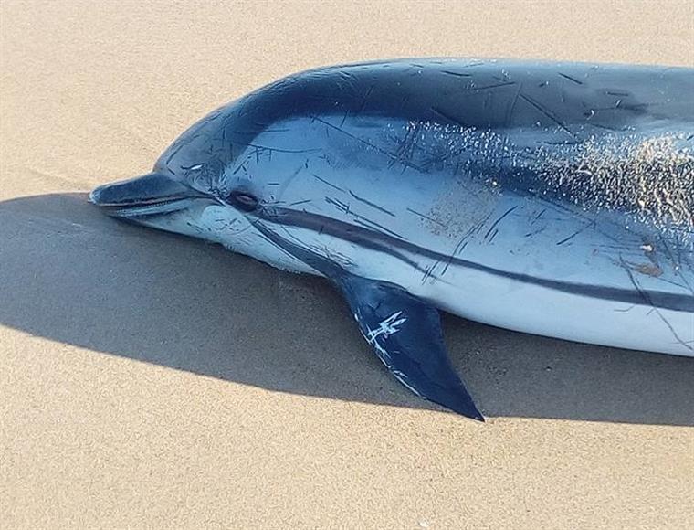 Golfinho morto dá à costa na Praia Grande em Sintra