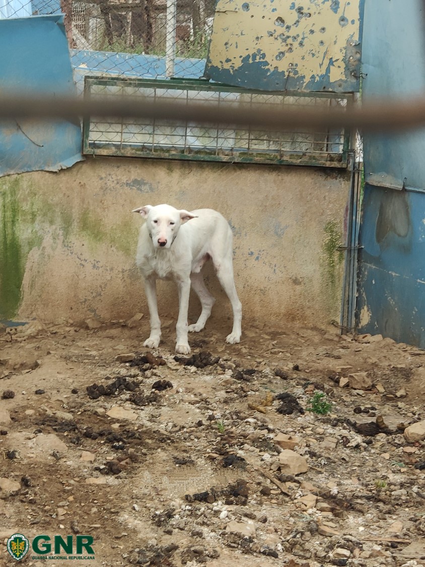 Termo de identidade e residência para homem que maltratava 31 cães